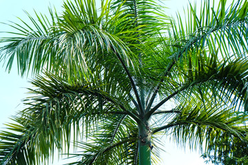 Fototapeta premium Green plant