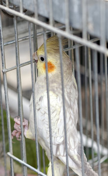 parrots  in a cage