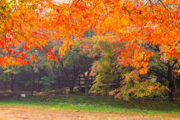 아름다운 단풍길