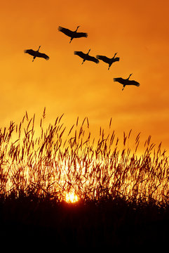 Fototapeta Beautiful sky on sunset or sunrise with flying birds natural bac