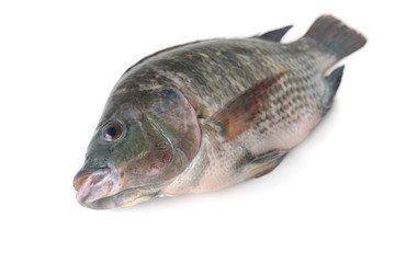 tilapia fish