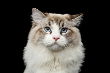 Close-up portrait of Funny Siberian cat with blue eyes looking in camera on isolated black background