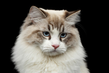 Close-up portrait of Funny Siberian cat with blue eyes looking in camera on isolated black background