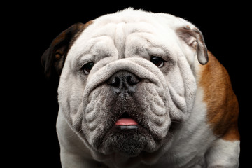 Close-up portrait of dog british bulldog breed, white and red color funny looking in camera on isolated black background