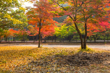 아름다운 단풍길