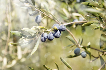 close up shot of an olive tree

