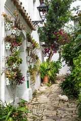 Andalusien - Blumenwand in Castellar de la Frontera