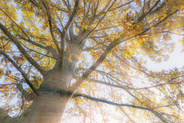 Autumn tree with rays