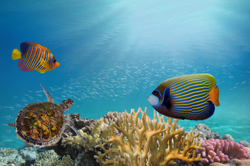 Naklejka na ściany i meble Deep sea and coral reef, coral reef animals,