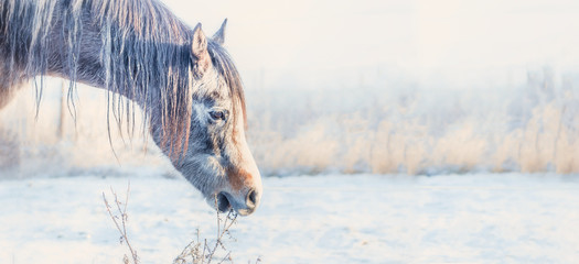 Horse head at frosty winter day nature background, banner