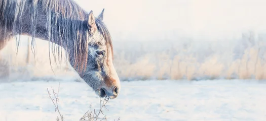 Fototapeten Horse head at frosty winter day nature background, banner © VICUSCHKA