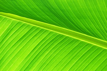 closeup of banana leaf texture, green and fresh, in a park. gree