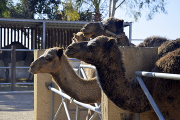 dromedary camels at park 