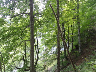 Obraz premium nature view