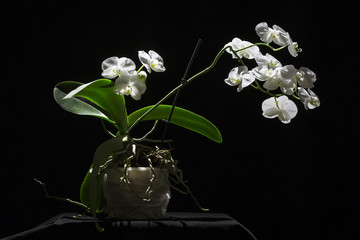 White orchid.