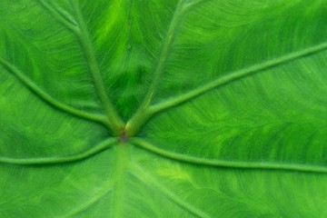 Close up of Caladium leaf with copy space. green leaf nature bac