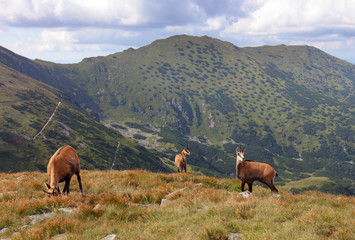 Fototapeta na wymiar Chamois in nature - Rupicapra, Tatras, Slovakia