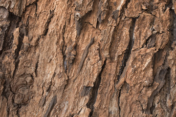Dark fir bark background. Fir bark background. Tree bark texture