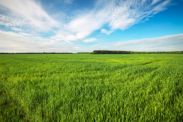 Beautiful green field and blue cloudy sky.