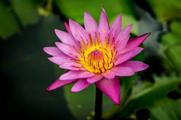 Violet lotus flower