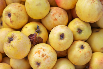 Background of ripe slightly spoiled colorful apples. 