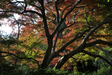 森　紅葉　見上げる　秋