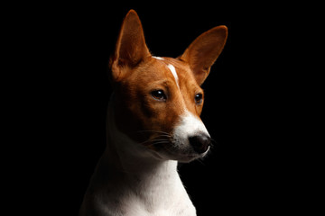 Naklejka na ściany i meble Close-up Funny Portrait White with Red Basenji Dog, profile view on Isolated Black Background