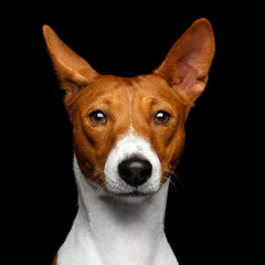 Close-up Funny Portrait White with Red Basenji Dog Curious looking in camera on Isolated Black Background, Font view