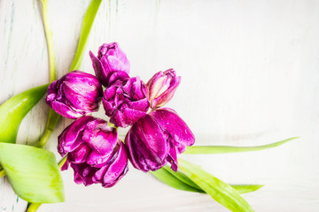 Purple tulips bunch with leaves on white wooden background, top view, border.  Spring flowers concept.