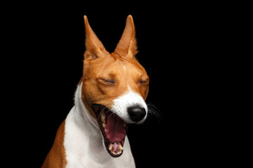 Close-up Funny Portrait White with Red Basenji Dog Yawn on Isolated Black Background, Font view