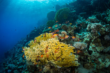 Naklejka premium Coral garden