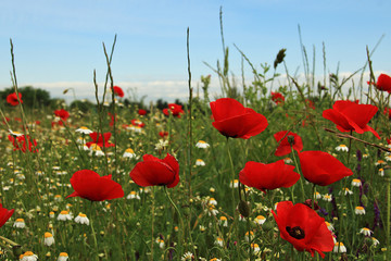 Naklejka premium Campo de amapolas en primavera