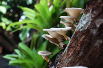 Cultivated mushrooms on tree stem