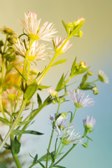Daisy in the field on the sunny day