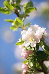 Blossoming apple tree. Selective focus