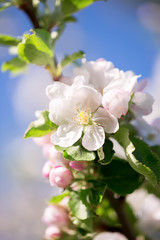 Blossoming apple. Selective focus