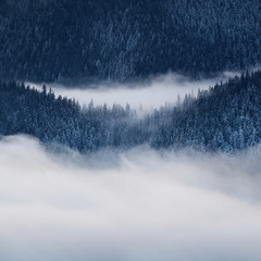Winter landscape with fog and spruce forest in the mountains - 128448615