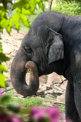 an image of elephant