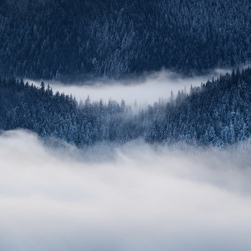 Fototapeta Winter landscape with fog and spruce forest in the mountains