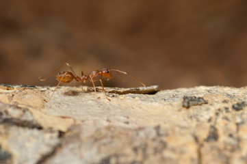 closed up : Red ant  working on tree  in the garden
