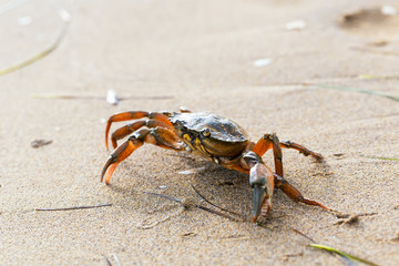 Close-up of red crab on seashore
