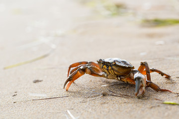 Red crab on beach