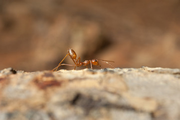 closed up : Red ant  working on tree  in the garden