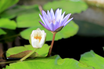 Lotus flower in pond background