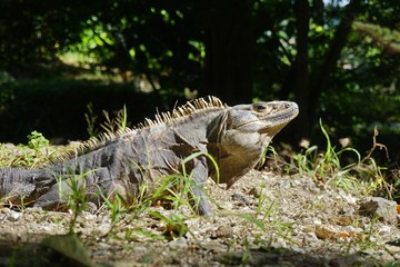 Wild iguana in the shade in Costa Rica