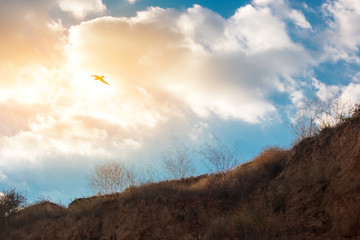 Bird on cloud background. Soil and sky. Aspiration to freedom. Born for the heights.