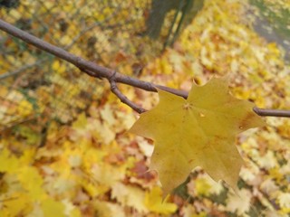 Branch of young maple on season of fall