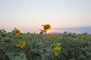 Sunflowers at sunset