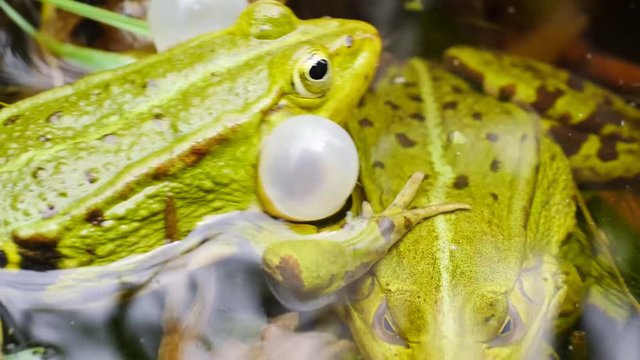 Wasserfrosch, Gr&uuml;nfrosch im Wasser, Rana esculenta 