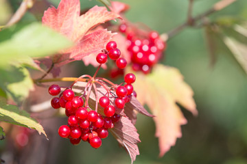 The bright red berries of viburnum, autumn sunny day